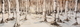 Birch Trees--Winter