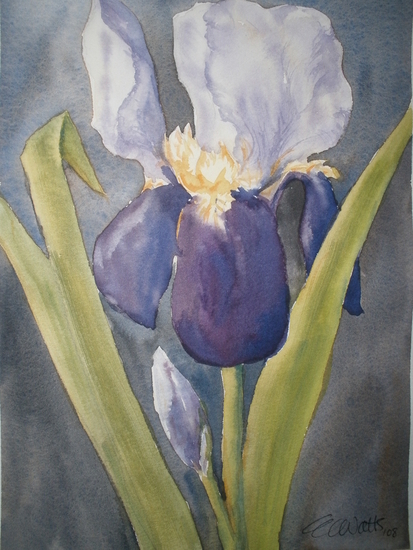 Dark Iris