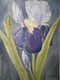Dark Iris