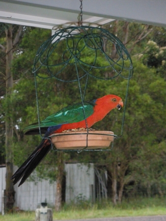 King Parrot