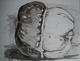 Turk's Turban